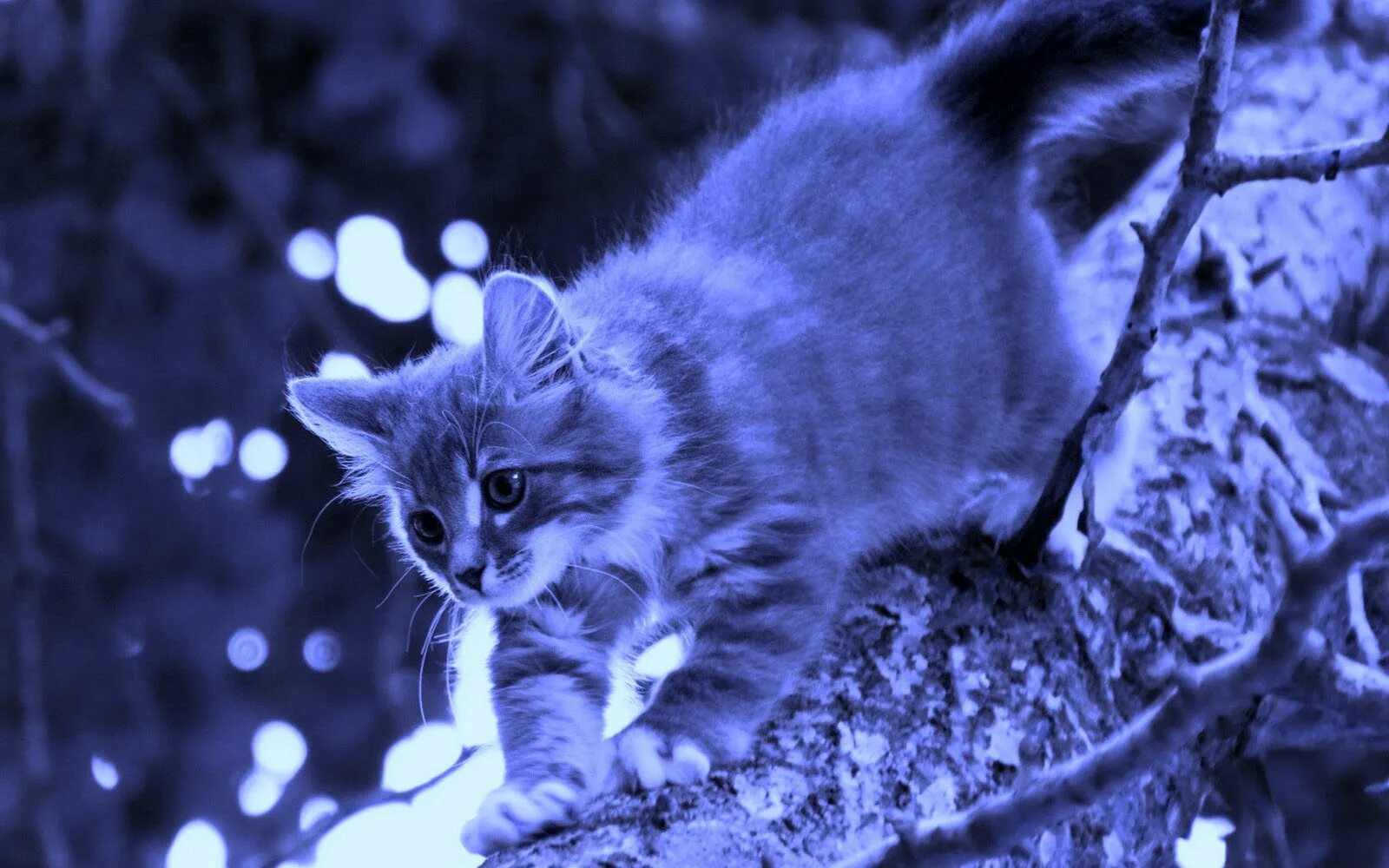 Коты синего цвета