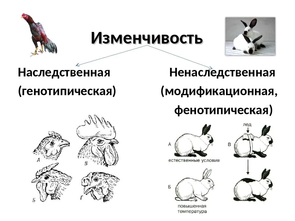 Наследственные изменения примеры. Наследственная (генотипическая) комбинативная примеры. Наследственная генотипическая изменчивость. Наследственность модификационная изменчивость. Фенотипическая модификационная изменчивость.