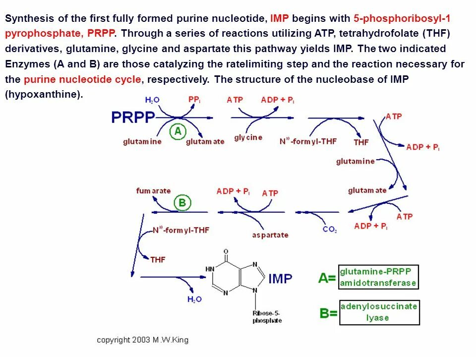 Synthesis. Synthesis of purine nucleotides. de novo purine synthesis. pyrimidine nucleotides synthesis. de novo synthesis of purine nucleotides.