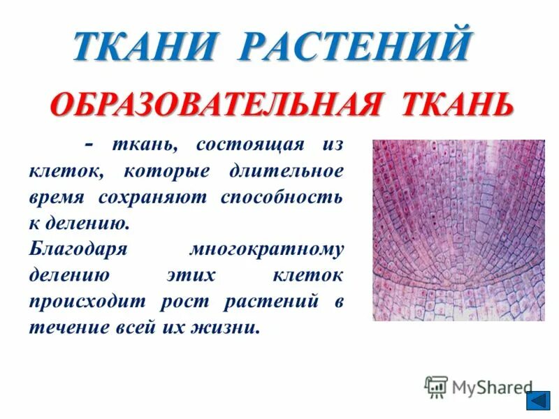 Образовательная ткань выполняет функцию. Клетки образовательной ткани растений. Образовательная ткань у растений 6 класс. Ткани растений образовательная ткань. Образовательная ткань растительной клетки.