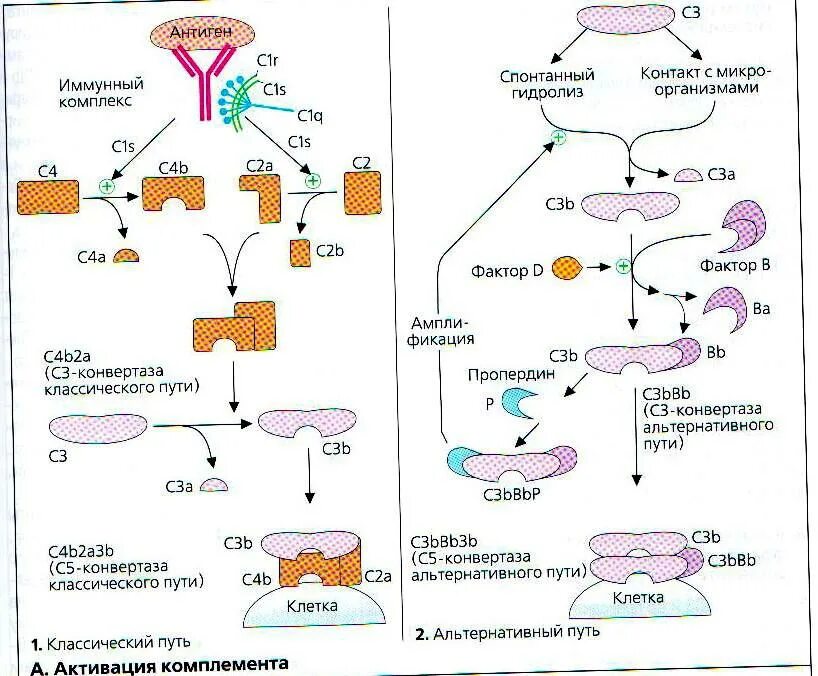 Комплекс комплемента. Пути активации системы комплемента иммунология. Пути активации системы комплемента схема. Активация системы комплемента по классическому пути. Активация системы комплемента с3.