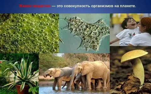 Всю массу живых организмов