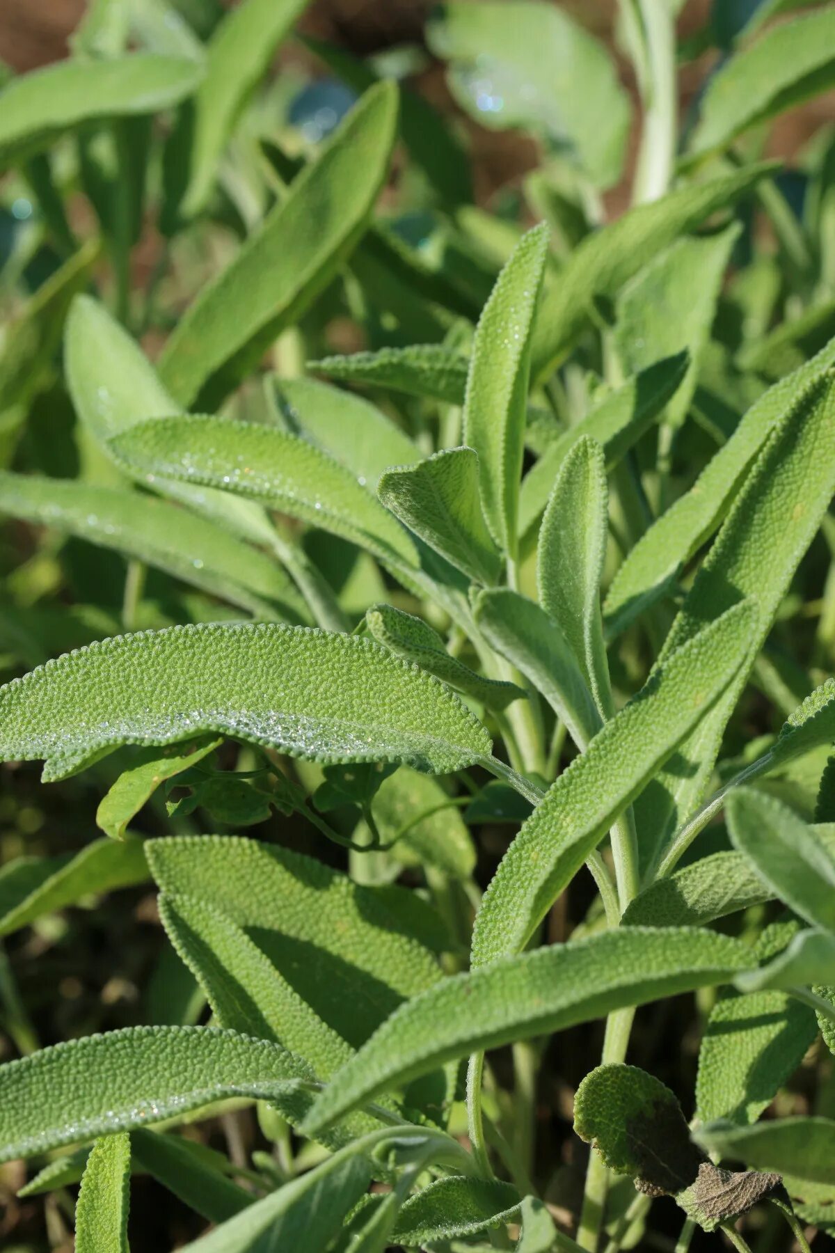 Шалфей трава лист. Аргентеовариегата шалфей. Шалфей лекарственный sage plant. Шалфей лекарственный зеленый. Шалфей лекарственный sage plant.