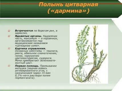 Под полынь