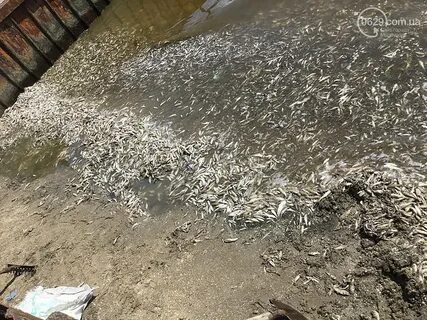 Бычки видео