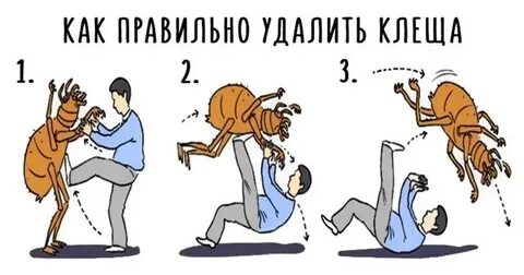 Борьба с клещом