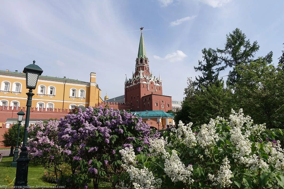 Площадь сирени. Александровский сад Москва. Александровский сад Москва сирень. Александровский парк Москва. Москва Александровский сад Александровский сад.