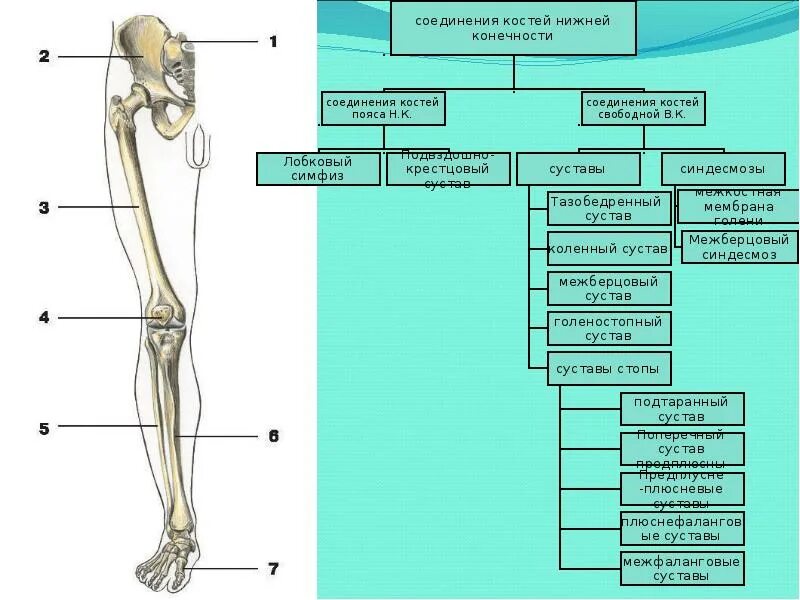 Соединения костей пояса и свободной нижней конечности. Соединение костей нижней конечности. Соединение костей свободной нижней конечности. Суставы пояса нижней конечности. Соединение кости нижней конечности