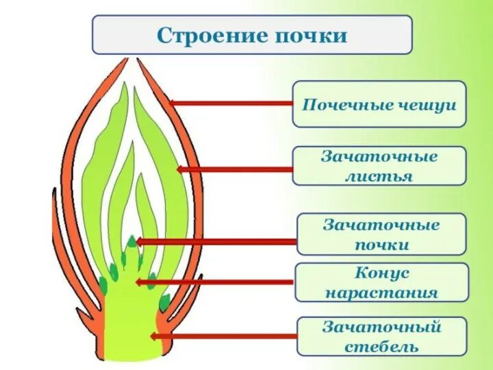 Почечные чешуйки зачаточный стебель зачаточные. Почка это зачаточный побег. Зачаточный лист конус нарастания. Строение почки 6 класс биология.