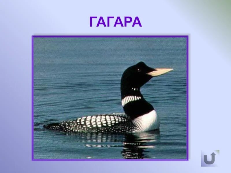 Сообщение о гагарке