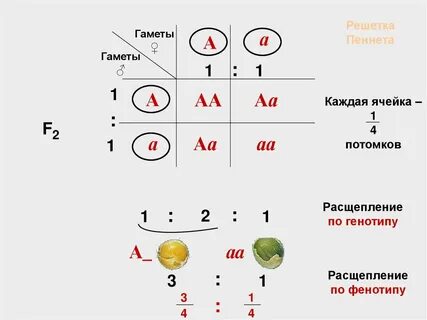 Каждая гамета получает