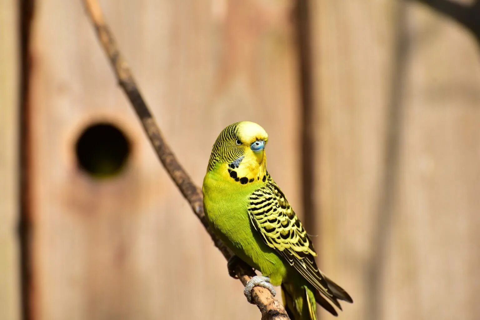 Волнистый попугай. Волнистый попугайчик зеленый. Попугай зеленый волнистик. Волнистый попугай салатовый.
