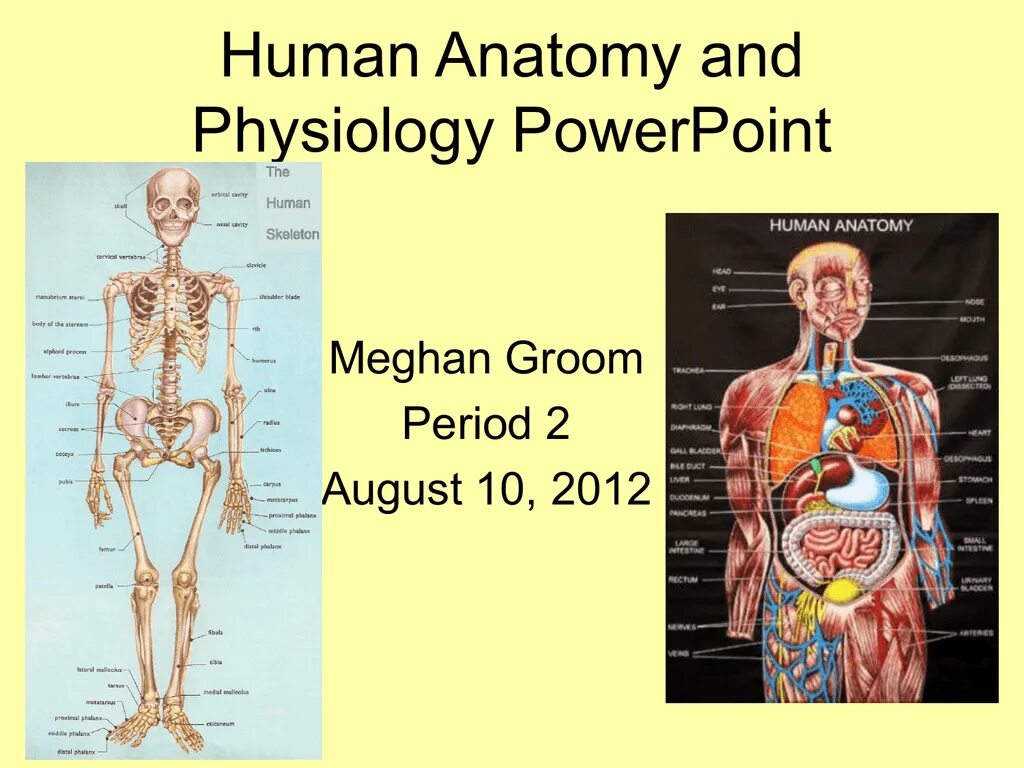 Анатомия человека. Анатомия и физиология человека. Физиология человека в картинках. Человек современной анатомии. Анатомия человека 1