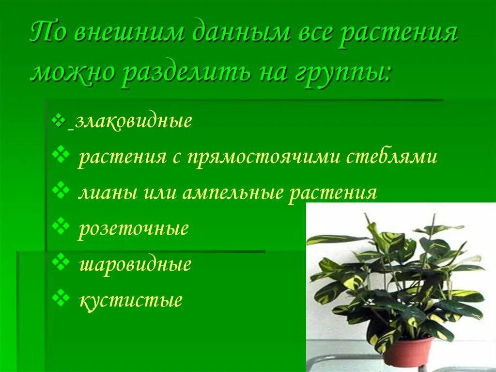 Как можно сохранить растения. Внешний вид комнатного растения. Группы комнатных растений. Классификация комнатных растений. Комнатные растения по группам.