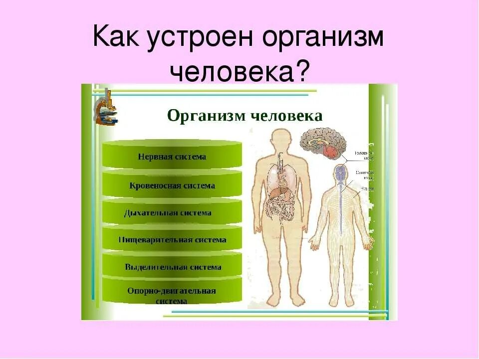 Как работает наш организм презентация 3 класс. Организм человека. Как обустроен организм человека. Строение тела человека. Как устроен организм.