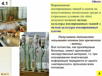 Выращивание ткани на питательной среде метод биологии