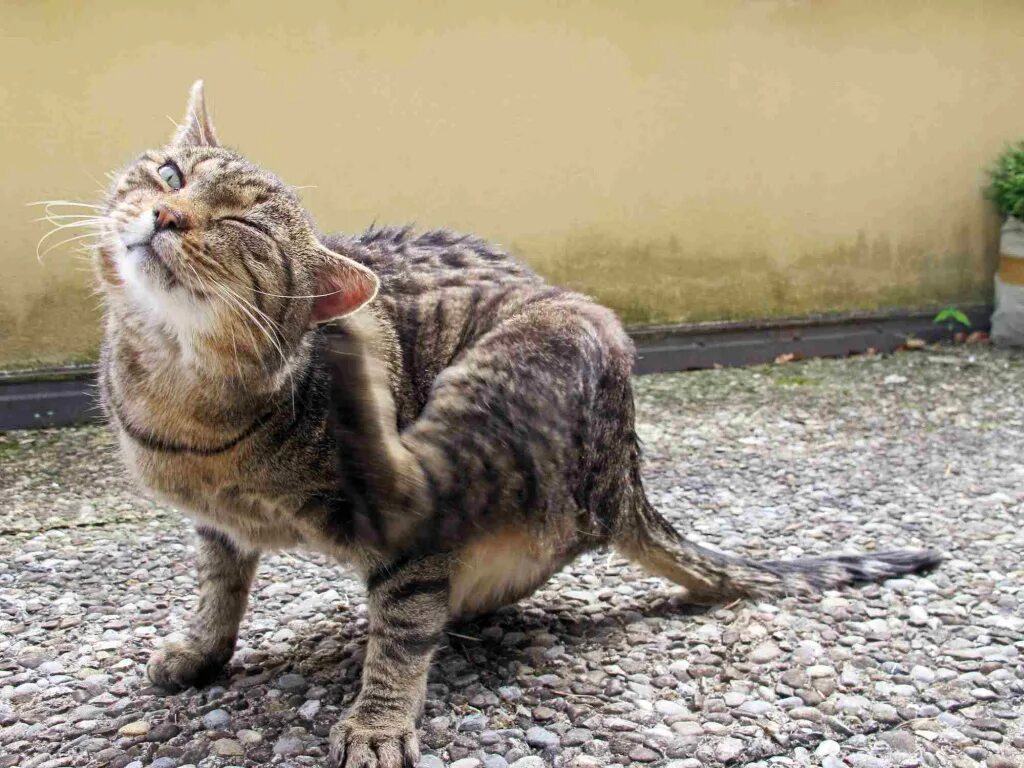 Котик трясется. Здоровые коты. кот дрожит. кот с хвостом. кот трясется.
