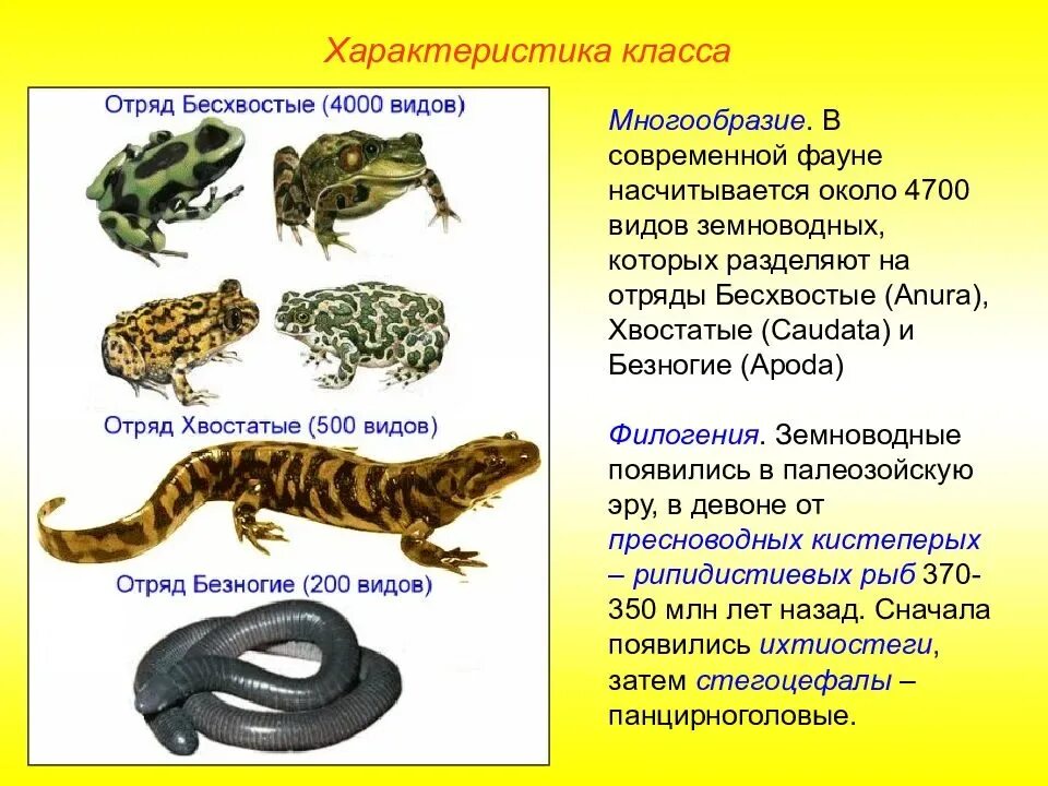 Все про земноводных. Таблица земноводные безногие хвостатые бесхвостые. отряды хвостатых, бесхвостых,безногих земноводных. хвостатые безногие бесхвостые класс земноводные. классификация земноводные 7 класс биология.
