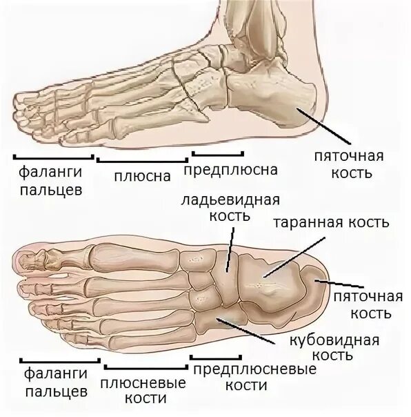 Строение стопы плюсна предплюсна. Анатомия костей плюсны стопы. Кости стопы предплюсна плюсна фаланги пальцев. Стопа предплюсна плюсна фаланги пальцев. Пятка состав