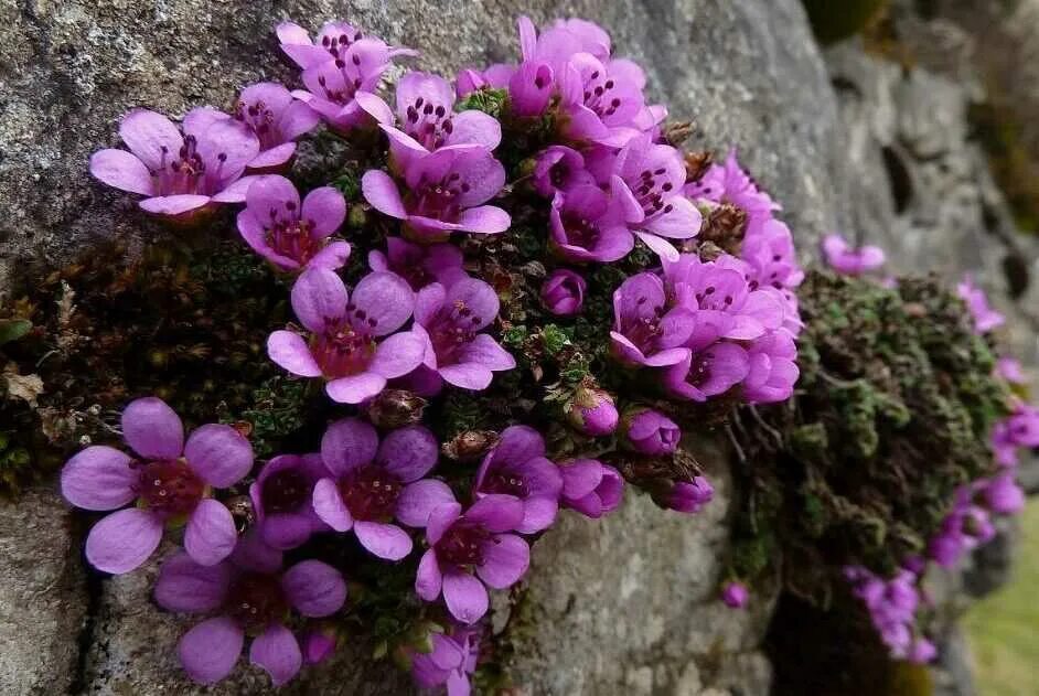 Камнеломка Цветущая. Камнеломка супротивнолистная (Saxifraga oppositifolia). Камнеломка Schneeteppich. Камнеломка метельчатая Балканская.. Садовые цветы камнеломка фото