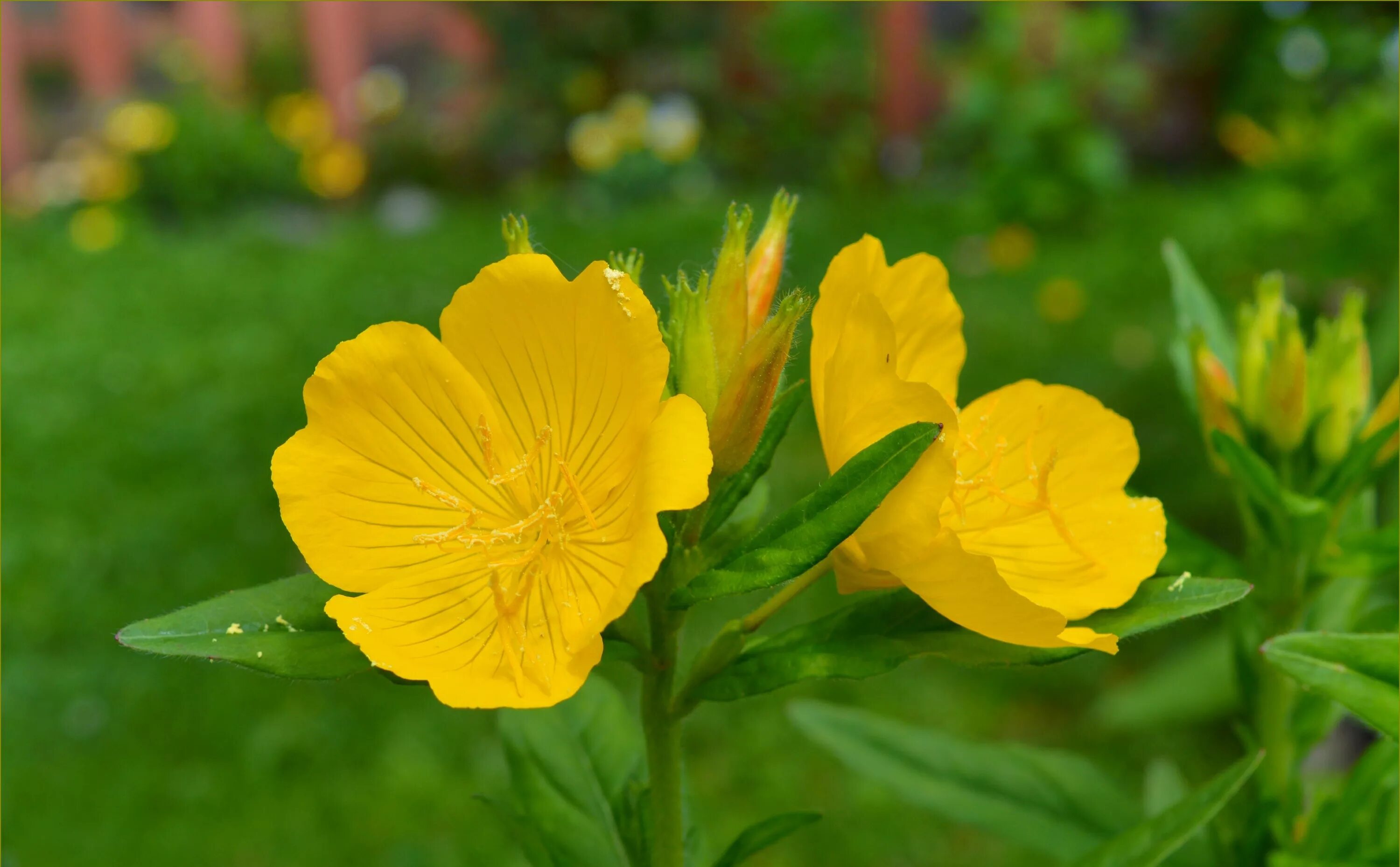 Ранние желтые цветочки. Желтые цветы Тархун. Рани желтые цветы. Жёлтый вербейнтуэ. Желтые весенние цветы.