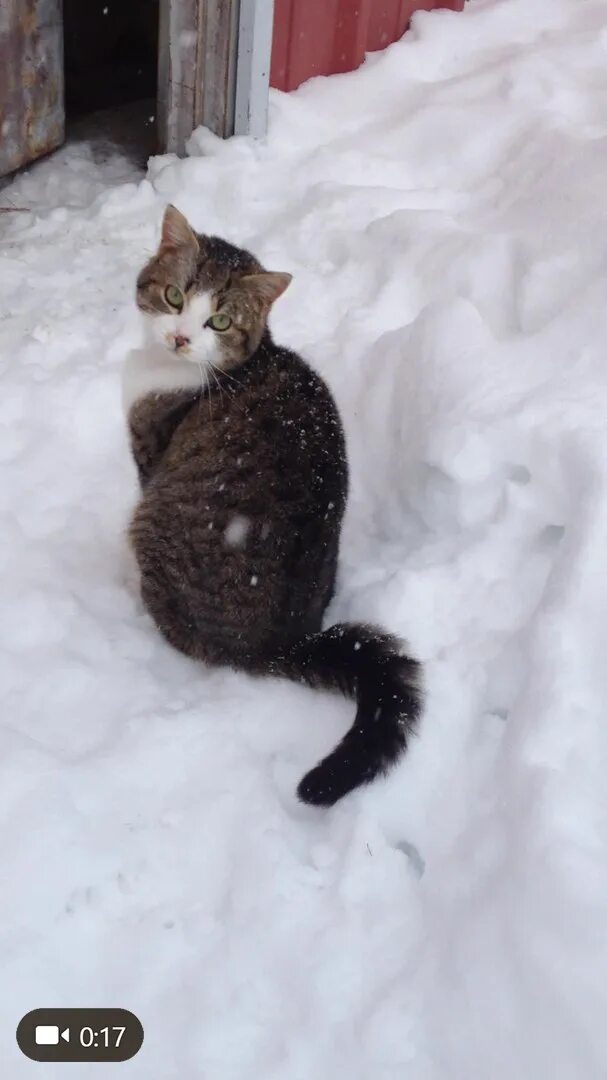 Елочка выдернула лапу из сугроба. Кот в сугробе. Кот снежок. Кот в снегу гиф. Кот зимой на улице.