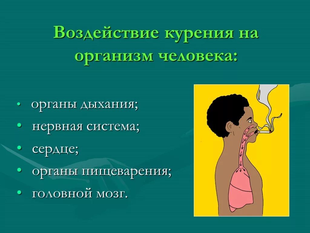 Влияние курения на организм человека. Воздействие курения на организм. Влияние курения на здоровье человека. Влияние курения на органы дыхания. Влияние курения на человека презентация