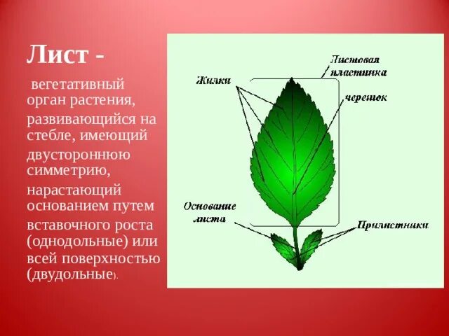 Лист вегетативный орган. Лист вегетативный орган растения. Внешнее строение листа. Строение листа вегетативного органа.