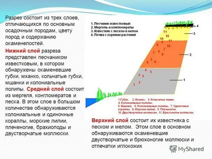 Разрез состоит из