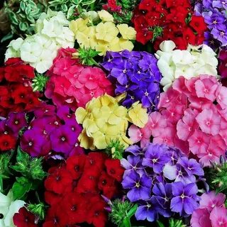 Какие цветы существуют