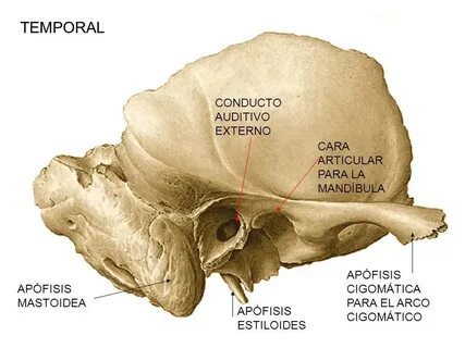 Incisura mastoidea