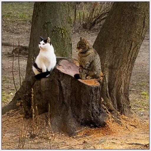 Не бывает сложных времен. Пни кота Мем. Кот присел на пенек. Кот на пеньке Мем. Васи пень.