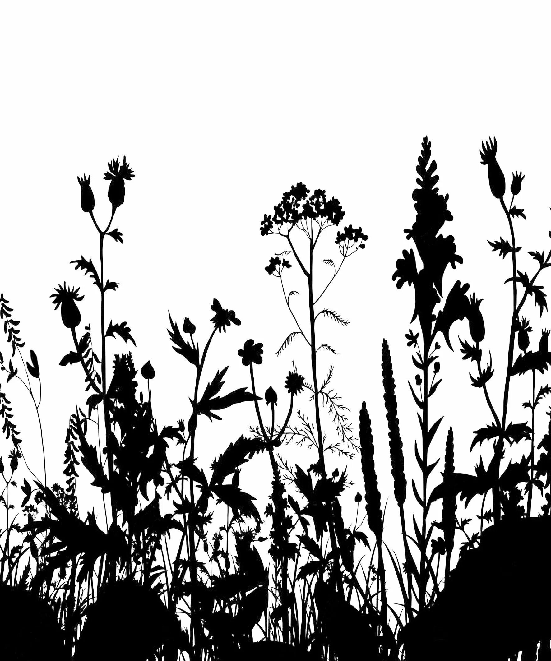Силуэт растительности. Силуэты трав и цветов. Стилизованная трава. Силуэты растений. Комнатные цветы силуэт.