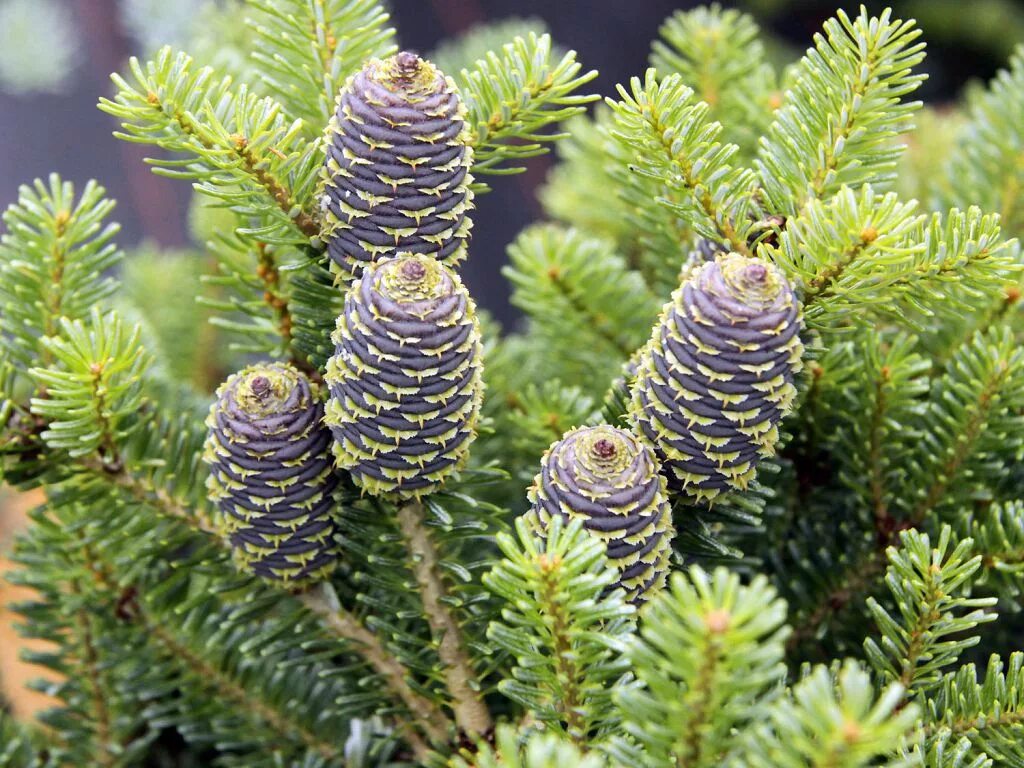 Растет ли пихта. Пихта сибирская abies sibirica. пихта блауэр пфиф. пихта корейская blauer pfiff. пихта корейская samling.