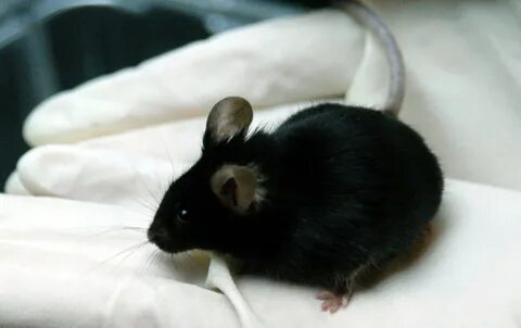 Black мыши