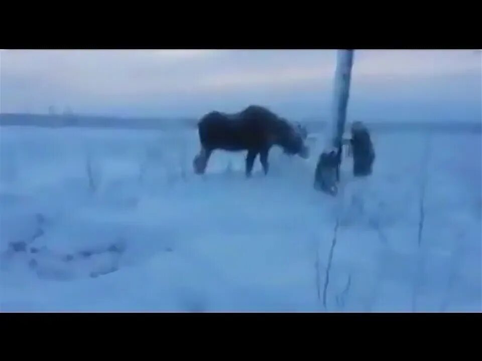 Лось в Якутии зимой. Лось запутался рогами в проводах.