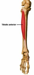 Lower leg