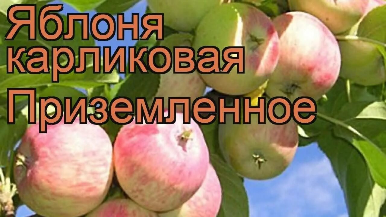 Яблоня приземленное описание фото отзывы. Яблоня приземленное. яблоня сорт приземленная. яблоня карликовая «приземлённое». сорт яблок приземлённое.
