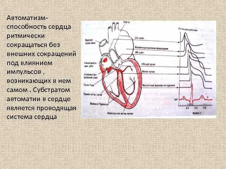 Как называется способность сердца. Как называется способность сердца