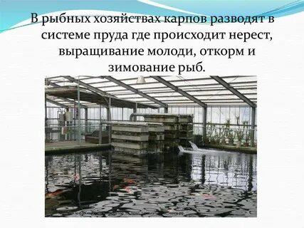Рыбное хозяйство районы