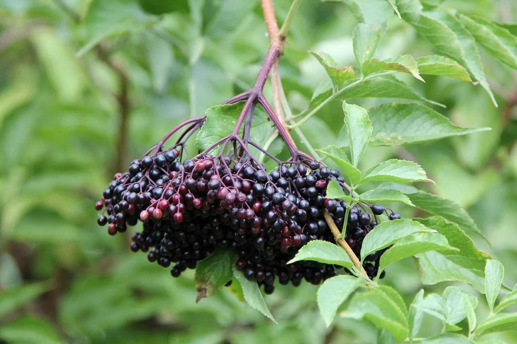 Бузина турецкая. Бузина sambucus. Бузина турецкая. Бузина турецкая. Бузина канадская ауреа.