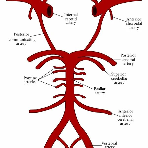 Задняя соединительная артерия мозга. Круг Захарченко и Виллизиев круг. Круг Захарченко анатомия. Виллизиев круг сегменты. Виллизиев круг кровообращения схема.