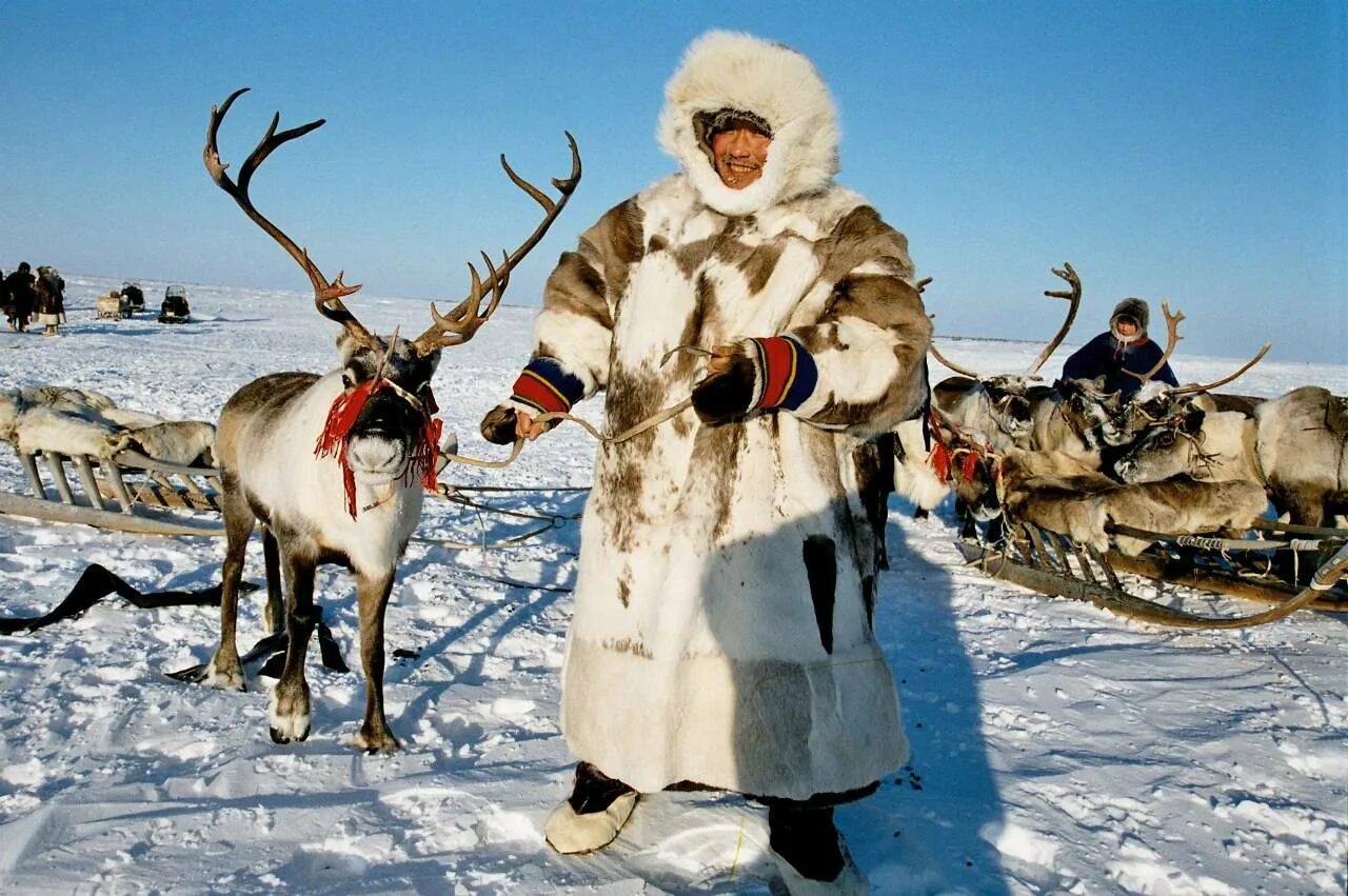 Эвенки, нанайцы, ненцы. Собянин оленевод. Якуты, чукчи, Ханты, ненцы. Воркута тундра оленеводы