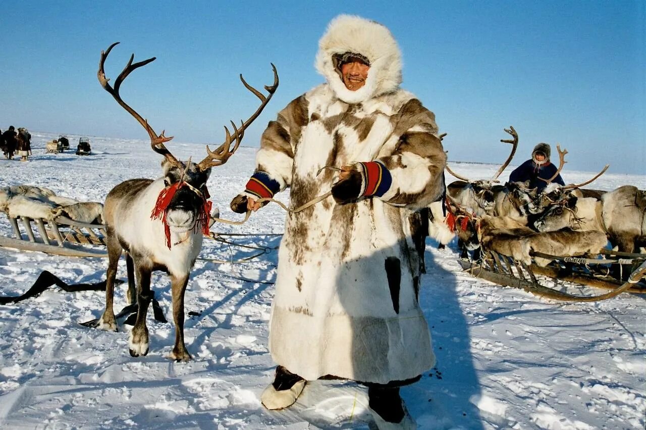 Эвенки, нанайцы, ненцы. Якуты, чукчи, Ханты, ненцы. Ненцы Ханты манси. Чукчи, Ханты, манси, якуты, ненцы. Эскимосы в какой природной зоне