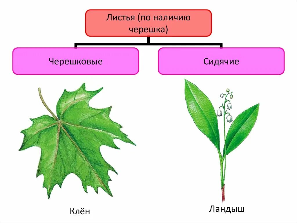 Черешковые и сидячие листья. Типы листьев по наличию черешка. Тип черешка листа. Черешковый и сидячий Тип листа.