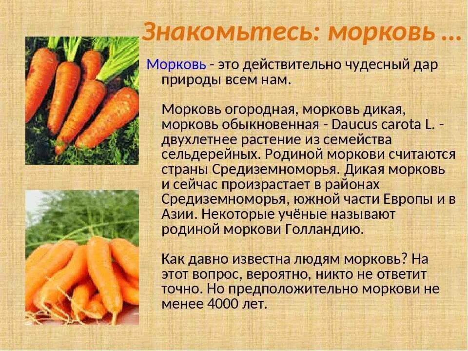 Сколько лет морковь про. Доклад о морковке. родина моркови. сообщение про морковь. описание морковки.