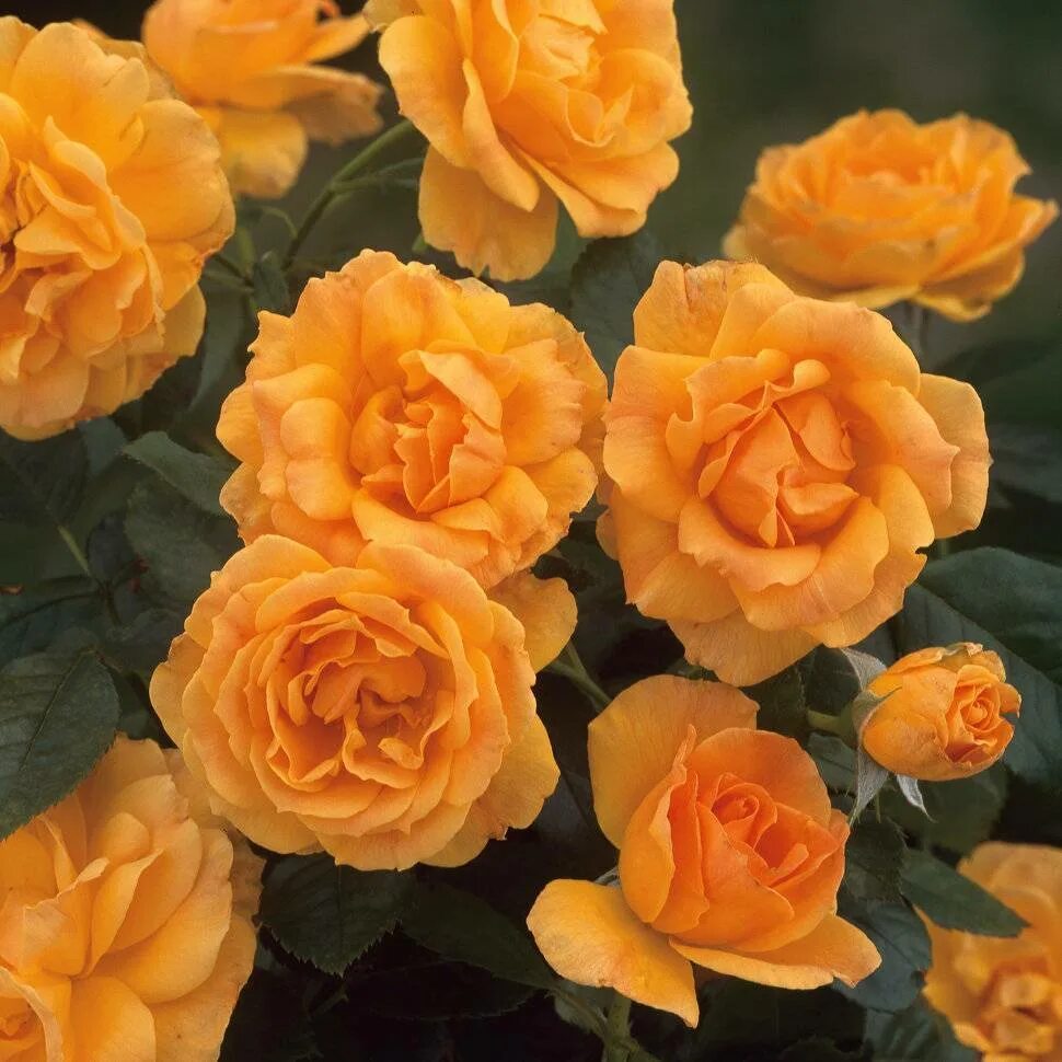 Роза флорибунда амбер куин. Роза амбер куин / rose amber queen. Флорибунда amber queen. Флорибунда amber queen. Роза амбер куин флорибунда топалович.