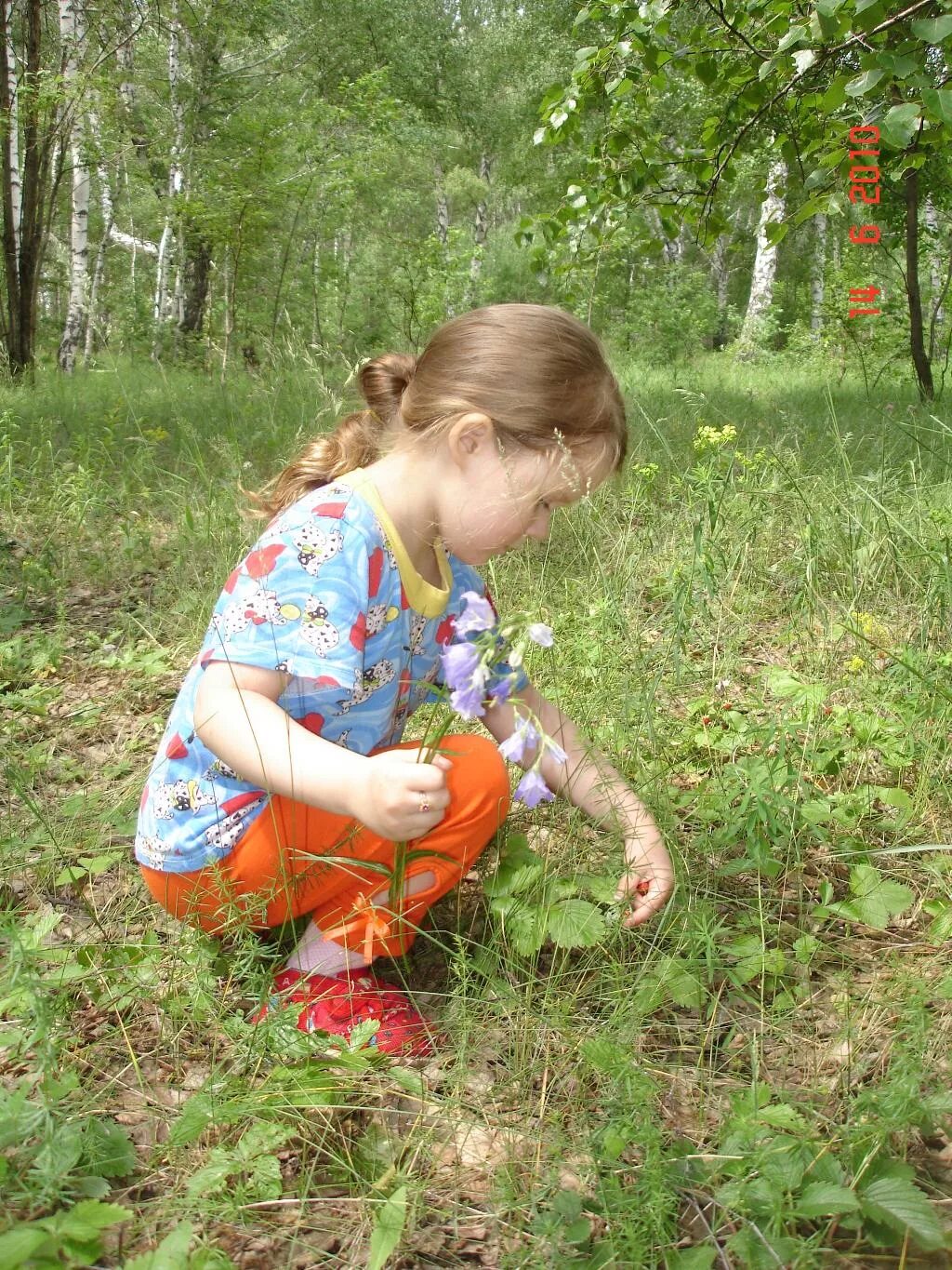 Собирать ягоды. Девочка в лесу собирает ягоды. Девочка в лесу собирает грибы. Дети собирают ягоды.