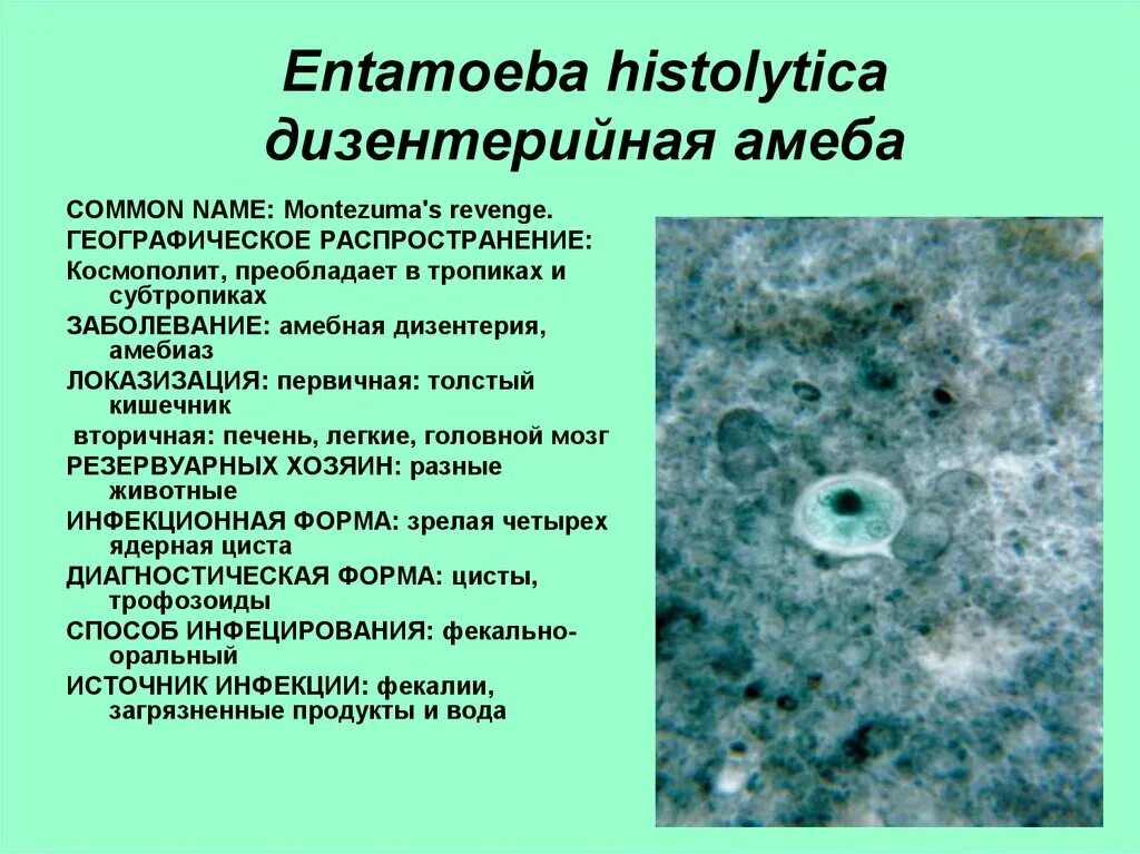 Entamoeba histolytica жизненный цикл. Дизентерийная амеба характеристика. Entamoeba histolytica систематика. Entamoeba дизентерийная. Амеба систематика