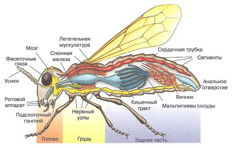 Строение тела класс насекомые. Строение двукрылых насекомых. внутреннее строение двукрылых насекомых. внутреннее строение шершня. анатомия комара внутреннее строение.